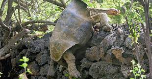 In Death Lonesome George Reveals Why Giant Tortoises Live So Long Yalenews