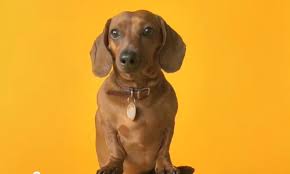 Because is there anything better than being a dog? Pedigree Commercial Anti What My Cute Dachshund