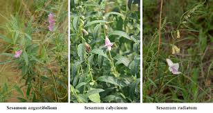 Image result for Sesamum calycinum