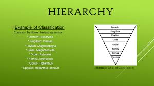 Taxonomy Of Plants Identification Of Five Flowering Plants Families By Taxonomical Methods Ppt Video Online Download