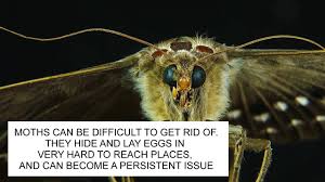 If you worry for your lovely lawn. How To Get Rid Of Moths Moth Prevention Uk Catch It Ltd Pest Control London Youtube