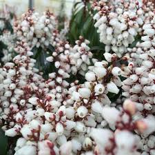 Image result for Pieris japonský bonfire obrázek