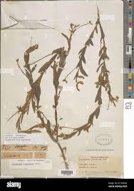 Image result for Stipularia