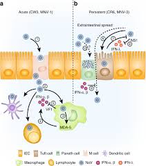 You can get norovirus from: Norovirus Encounters In The Gut Multifaceted Interactions And Disease Outcomes Mucosal Immunology