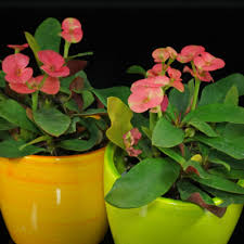 Image result for Euphorbia kilwana
