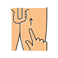 Image result for Cremasteric Reflex