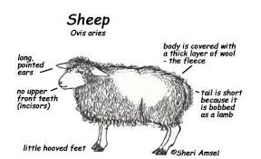 Usually there are some guidelines of thumb to abide by as. Wh 9548 Diagram Of Goat Body Parts Download Diagram
