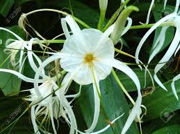 自然のブーケ白のグループ花曼珠沙華 Hymenocallis 岬ユリ球根の毒 と その葉 の写真素材 画像素材 Image 83458270
