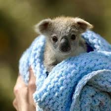 Koalas On Instagram How Would You Caption This Tag A Koala Lover From Unknown Dm For Credit Baby Animals Pictures Cute Animals Cute Baby Animals