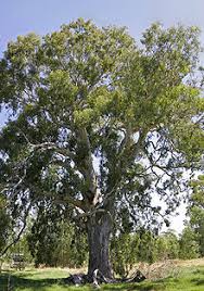 Check spelling or type a new query. Eucalyptus Camaldulensis Wikipedia