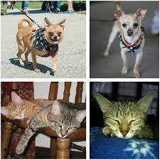 We did not find results for: Donate To Save A Pet Inc Furry Friends 5k And 1 Mile Fun Run Walk Race Roster Registration Marketing Fundraising