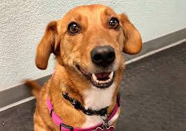 We have used this vet for more than the last 7 years, even when they were at a different location in hillsboro. Companion Animal Care Clinic