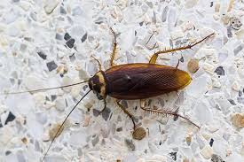 Maybe you would like to learn more about one of these? Types Of Cockroaches In Pennsylvania Cockroach Identification