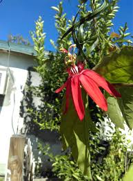 Image result for Indigofera ischnoclada