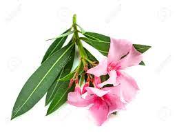 Nerium Oleander In Front Of White Background Stock Photo, Picture And  Royalty Free Image. Image 158186031.