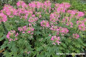Image result for Cleome houtteana