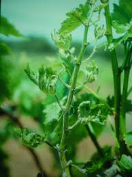 Dead leaf tissue may be adjacent to parasitized areas of the mildew colony, as the outer leaf tissues die in response to death of the contained powdery mildew cells. Powdery Mildew Of Grapevines In Western Australia Agriculture And Food