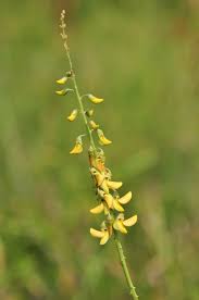 Image result for Crotalaria reptans