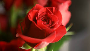 See more ideas about wallpaper, red roses wallpaper, airplane wallpaper. How To Make Your Roses Last Longer It May Be Helped By Where You Buy