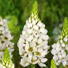 Image result for Ornithogalum seineri