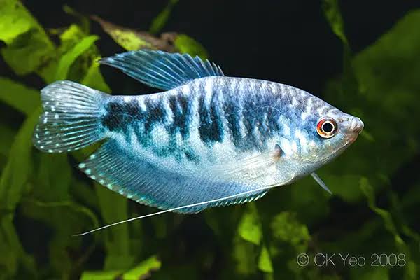 Trichopodus trichopterus (Three-spot Gourami) — Seriously Fish