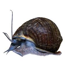 Well, that's not much of a 'mystery', yes they definitely do! Mystery Snail For Sale Live Pet Fish Petsmart