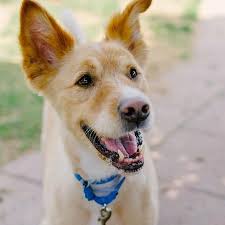 Check spelling or type a new query. 20 Irresistibly Cute Photos Of Mixed Breed Dogs