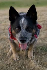 Black And White Cattle Dog Puppy Cattle Dog On Tumblr Austrailian Cattle Dog Blue Heeler Dogs Cattle Dog