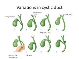 We did not find results for: Biliary System Anatomy Physiology Amp Investigations