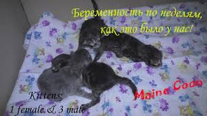 Beremennost Koshek Po Nedelyam Nash Opyt Skolko My Rodim Malyshej Youtube