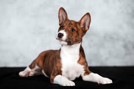 Best answers the cost to adopt a basenji is around $300 in order to cover the expenses of caring for the dog before adoption. Basenji Dog Dog Breed Complete Guide Az Animals