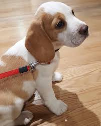 We did not find results for: Lemon And White Beagle Puppies For Sale Off 65 Www Usushimd Com