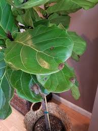 I am very novice when it comes to plants, however i recently purchased a fiddle leaf fig approx 2 weeks ago and it has started getting brown spots on the leaves. Fiddle Fig Tree Brown Spots