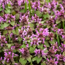 They are mostly green with small yellow flowers. 20 Best Ground Cover Plants And Flowers Low Maintenance Ground Covers To Prevent Weeds