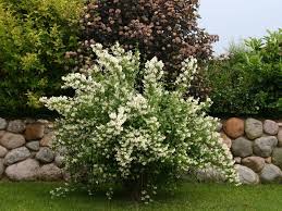 Pfeifenstrauch Falscher Jasmin Duftjasmin Erectus Philadelphus Erectus Baumschule Horstmann Garten Pflanzen Pfeifenstrauch Duftjasmin