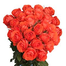 Check spelling or type a new query. Fresh Coral Color Roses Show Girl Roses Globalrose