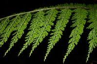 Image result for Asplenium hypomelas