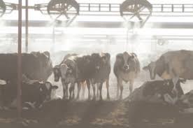 New Hire Angela Fairfield, Sunderland Co-operative Inc