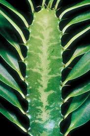 It may have rotting stalks, or just seems to be getting unruly looking. How To Prune A Cathedral Cactus Ehow Ehow Tall Cactus African Milk Tree Cactus House Plants