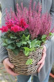 Bild Ergebnisse Fur Herbst Event Pflanzen Balkon Kath Balkon Ideen Plants Winter Plants Fall Planters