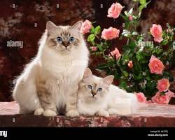 Birman cats cuddlingの画像