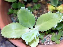 Image result for Kalanchoe daigremontiana