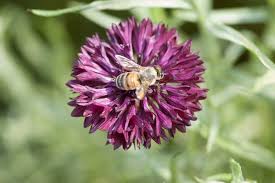 Flowering plants like aster, bachelor's button, basil, bee balm, basil, borage, clover, dandelion, hyssop, mallow, mint borages are herbs with purple blossoms that bees absolutely love for its easily accessible and plentiful pollen and nectar. Five Plants To Attract Honey Bees P Allen Smith