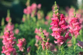 Whilst the plant is in leaf, but not flower, is the best time to dig up the bulb and re plant to a greater depth. Are Snapdragons Annuals Or Perennials Difference Between Annual And Perennial Snapdragons
