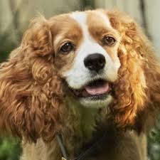 Pin By Disney Fans On Pinterest On Disney Lady And The Tramp Dogs Cocker Spaniel