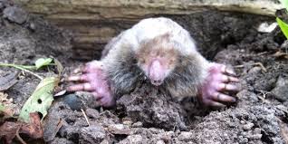 Soak the tunnels and entrances to evict the moles and soak the holes to evict gophers. Yard Mole Removal Get Rid Of Moles Moles In Garden