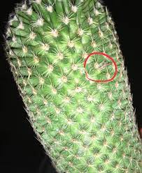 Lumpumm cactus is at home. Is This Bump A Seed Pod Growing On My Mammillaria It S Been There For A Month Or Two Now Cactus
