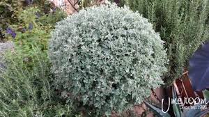 Image result for Rhagodia