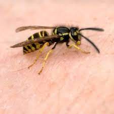 Meanwhile, your own bees figure out their way in and come and go as they please. Repelling Hornets Bumble Bees And Wasps Thriftyfun