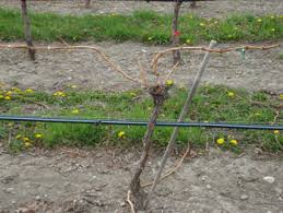 Image result for grape pruning